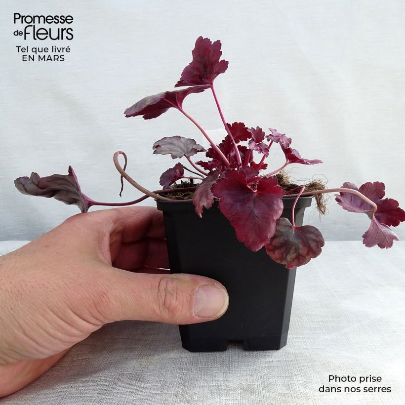 Heuchera Plum Royale 8/9 cm pot sample as delivered in spring