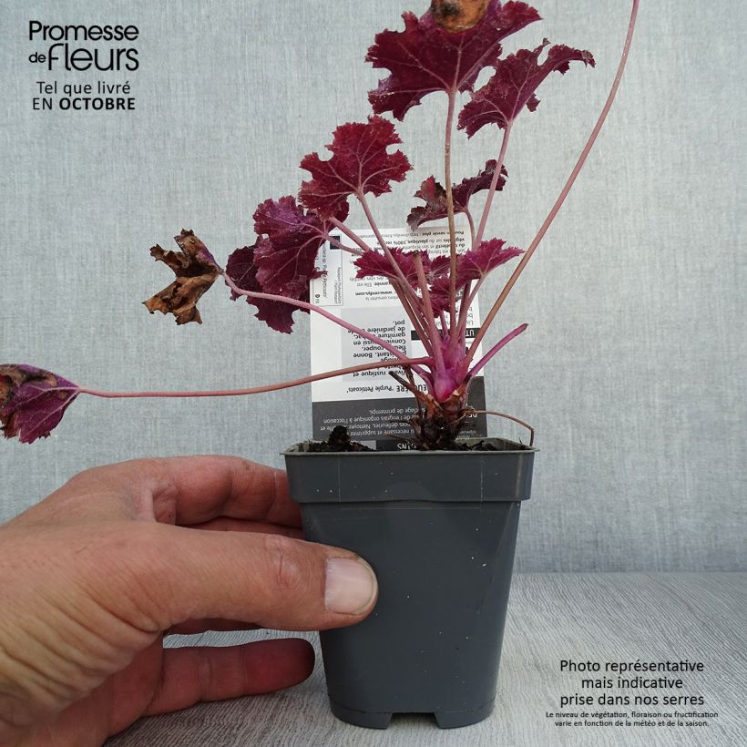Heuchera Purple Petticoats 8/9 cm pot sample as delivered in autumn