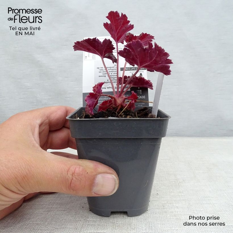 Heuchera Purple Petticoats 8/9 cm pot sample as delivered in spring