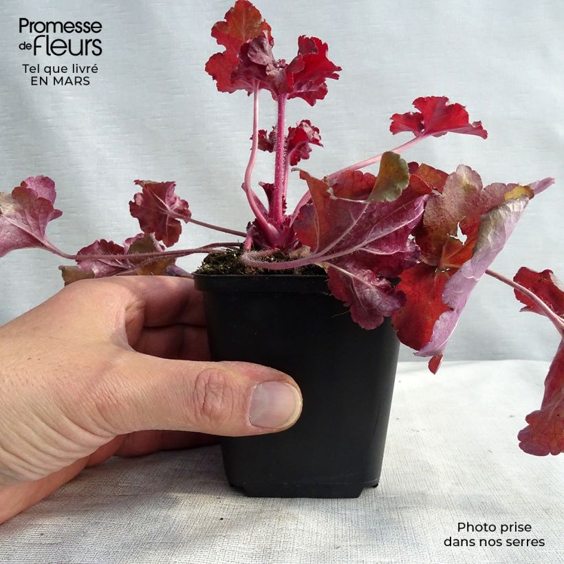 Heuchera micrantha Red Sea 8/9 cm pot sample as delivered in winter