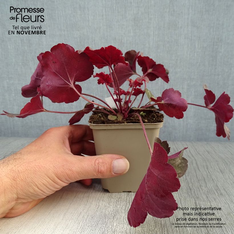 Heuchera Root Beer 8/9 cm pot sample as delivered in autumn