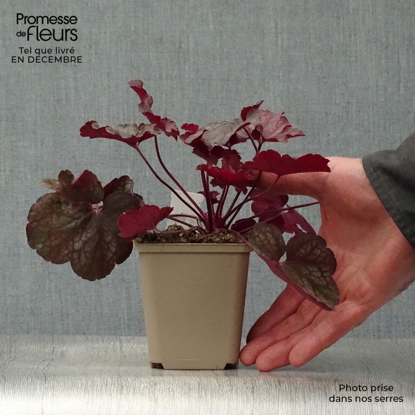 Heuchera Root Beer 8/9 cm pot sample as delivered in winter