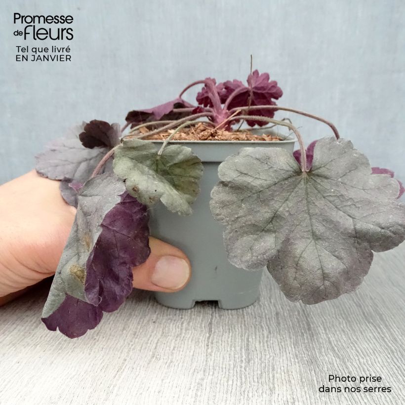 Heuchera Silver Gumdrop 8/9 cm pot sample as delivered in winter
