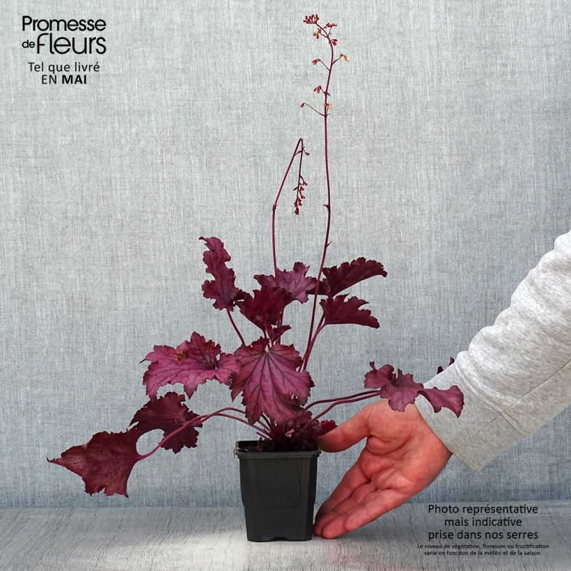 Heuchera Spellbound 8/9 cm pot sample as delivered in spring