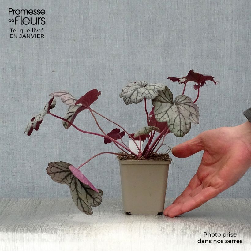 Heuchera villosa Sugar Plum 8/9 cm pot sample as delivered in winter