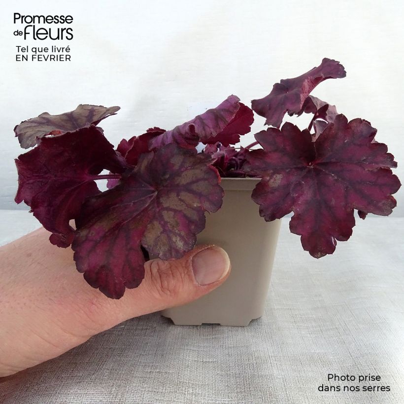 Heuchera villosa Wild Rose 8/9 cm pot sample as delivered in winter