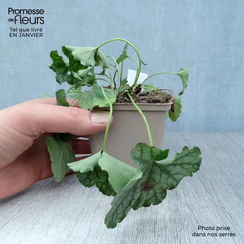 Heuchera americana Birkin 8/9 cm pot sample as delivered in winter