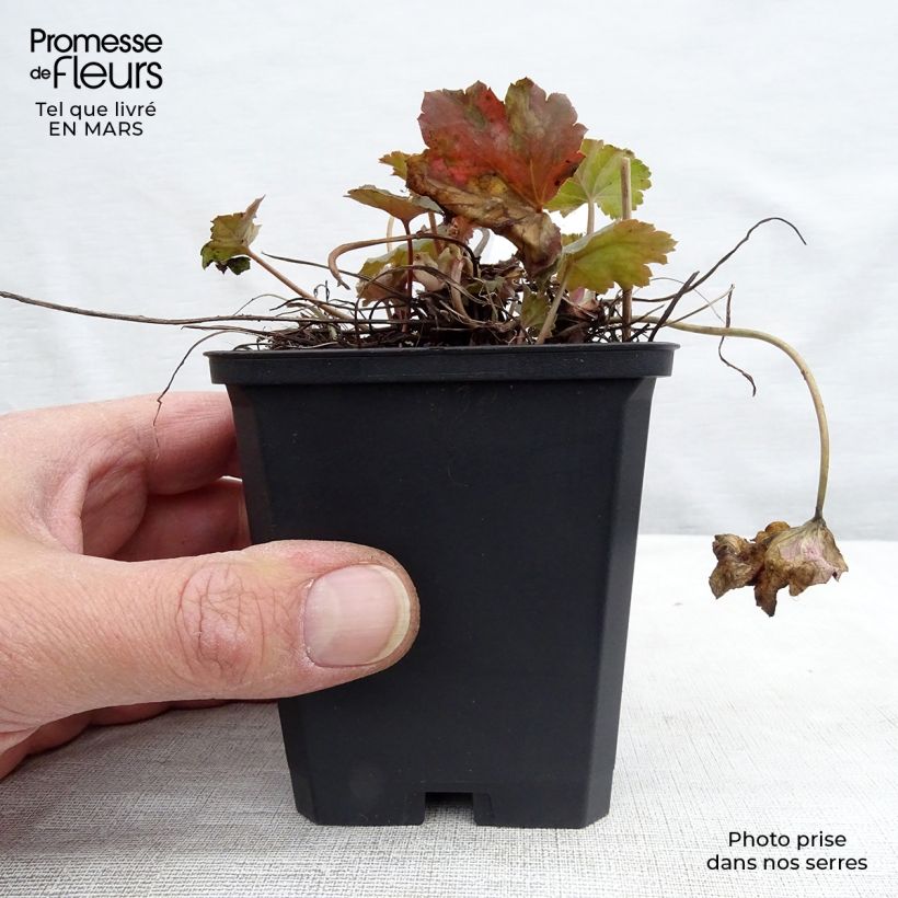 Heuchera americana Dales Strain 8/9 cm pot sample as delivered in spring