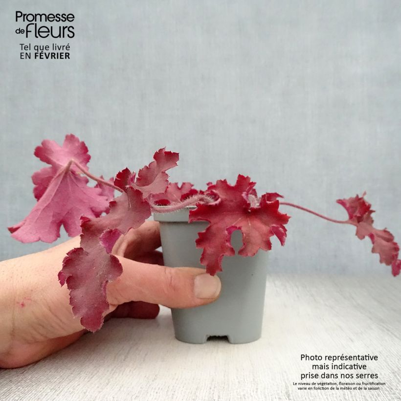 Heuchera Indian Summer Cranberry 8/9 cm pot sample as delivered in winter