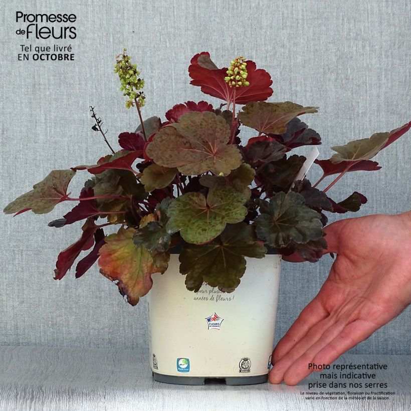 Heuchera hybrida Little Cutie Blondie 2L/3L pot sample as delivered in autumn