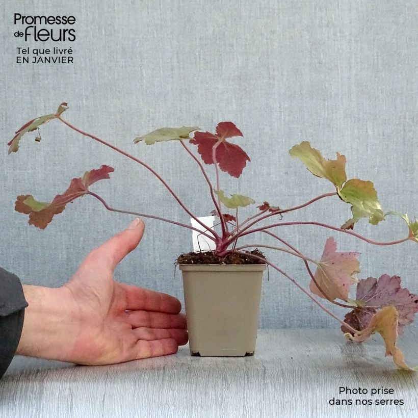 Heuchera villosa Mega Caramel 8/9 cm pot sample as delivered in winter