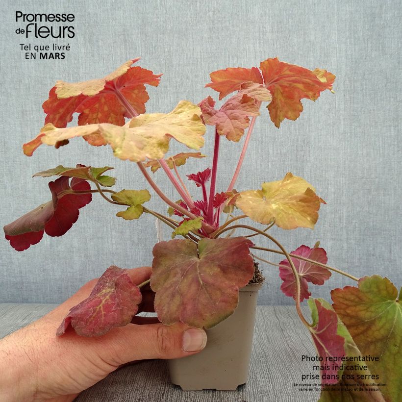Heuchera villosa Mega Caramel 8/9 cm pot sample as delivered in spring