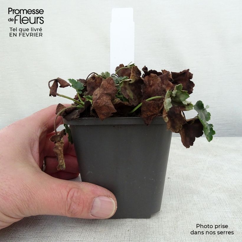 Heuchera Pluie de Feu 8/9 cm pot sample as delivered in winter