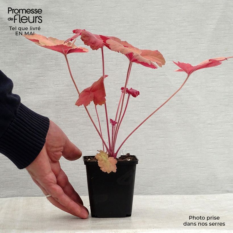 Heuchera Southern Comfort 8/9 cm pot sample as delivered in spring