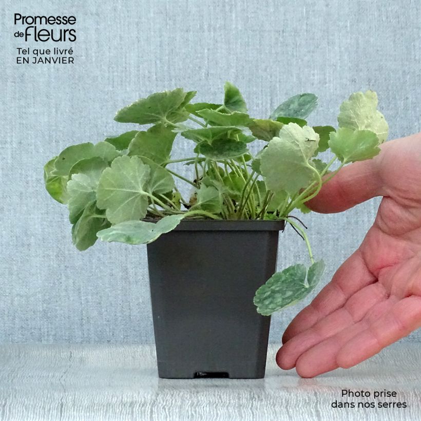 Heuchera sanguinea 'Leuchtkäfer' 8/9 cm pot sample as delivered in winter