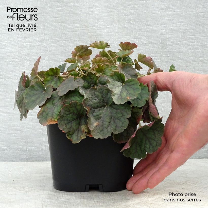 Heuchera sanguinea 'Leuchtkäfer' 2L/3L pot sample as delivered in winter