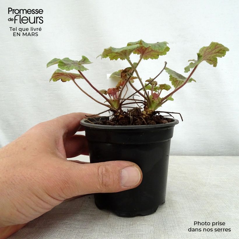 Heucherella Alabama sunrise 8/9 cm pot sample as delivered in spring