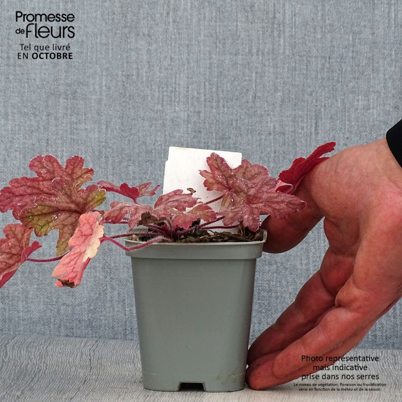 Heucherella Alabama sunrise 8/9 cm pot sample as delivered in autumn