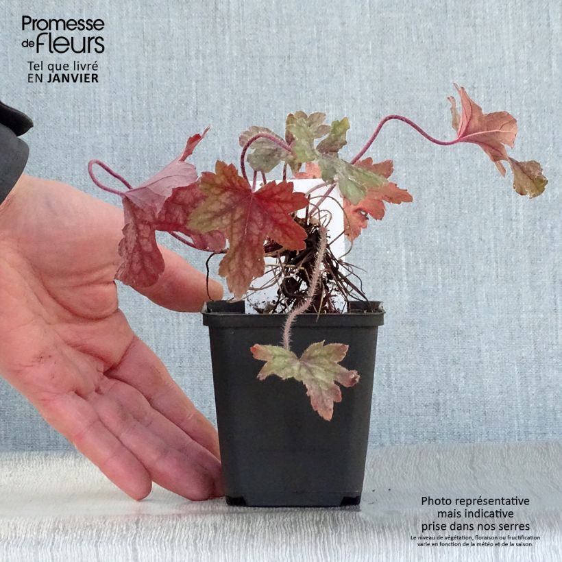 Heucherella Alabama sunrise 8/9 cm pot sample as delivered in winter