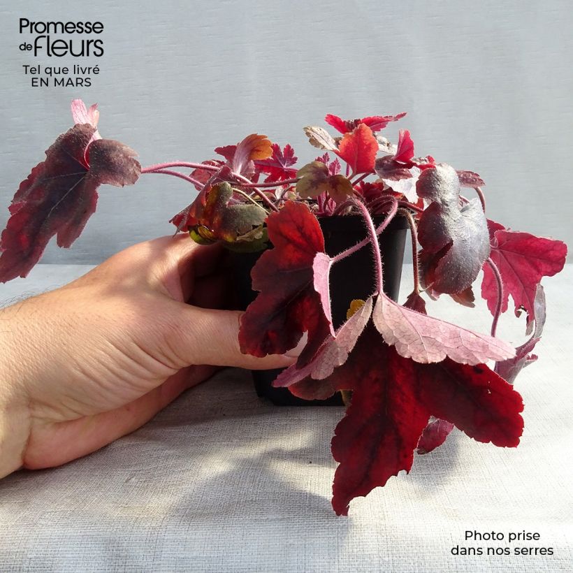 Heucherella Brass Lantern 8/9 cm pot sample as delivered in winter