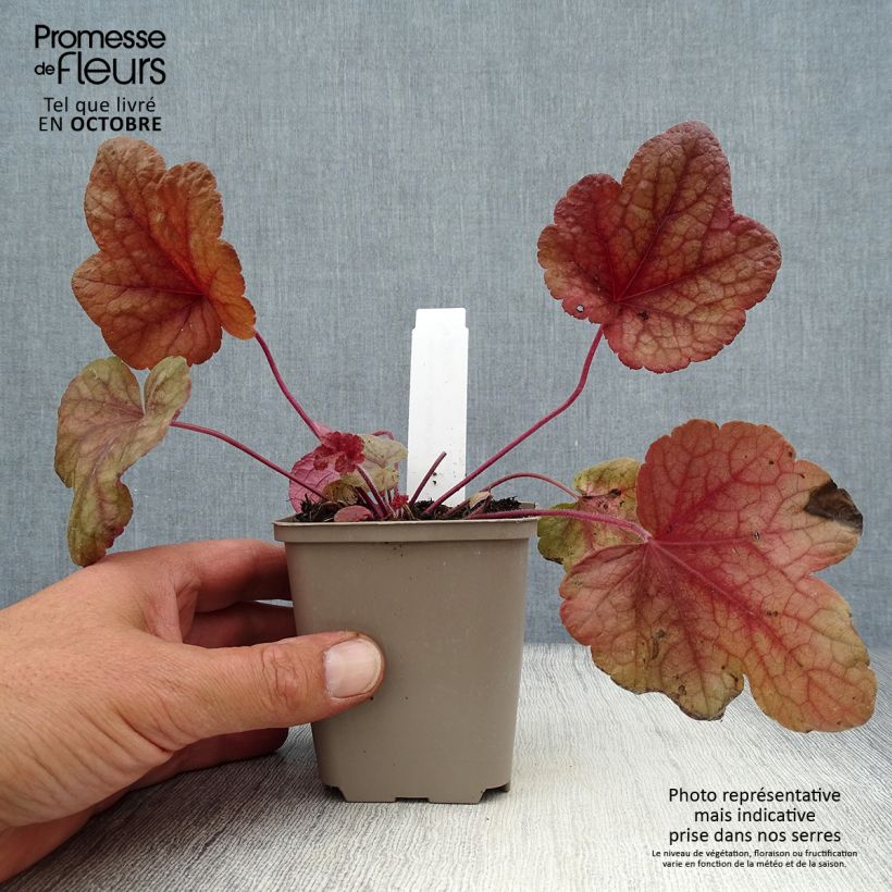 Heucherella Buttered Rum 8/9 cm pot sample as delivered in autumn