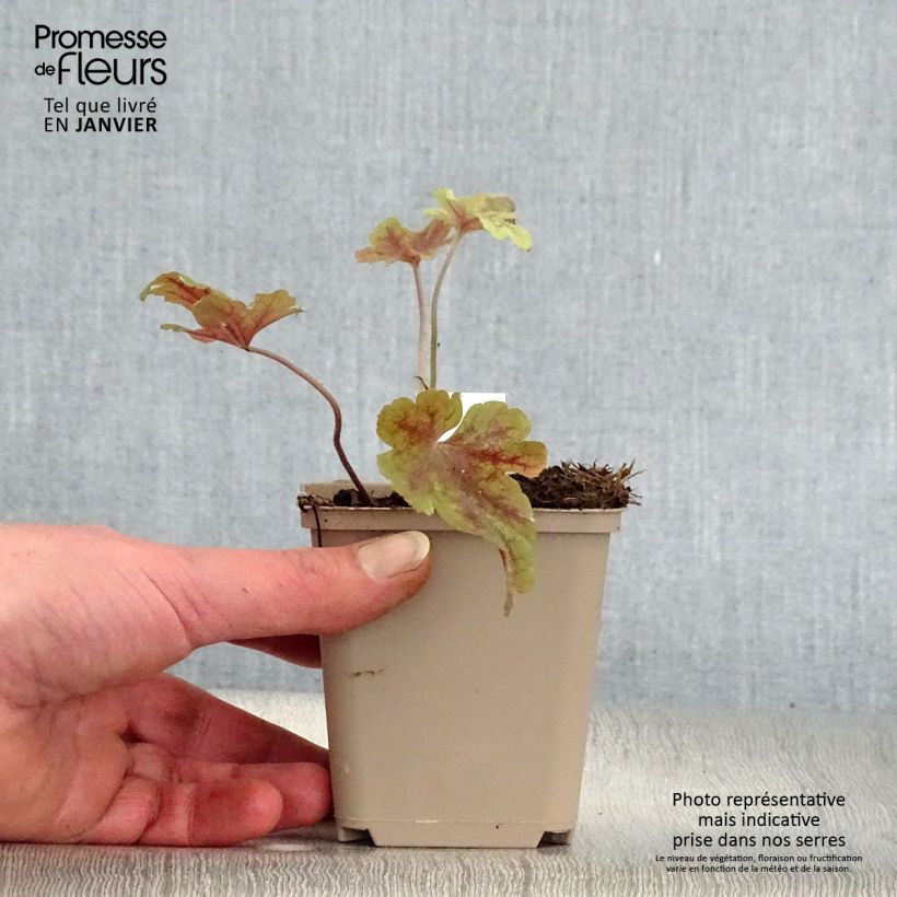 Heucherella Buttered Rum 8/9 cm pot sample as delivered in winter