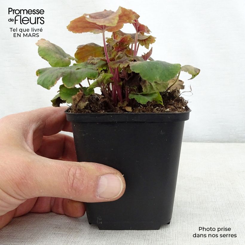Heucherella Citrus shock 8/9 cm pot sample as delivered in spring