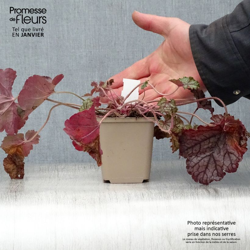 Heucherella Cracked Ice 8/9 cm pot sample as delivered in winter