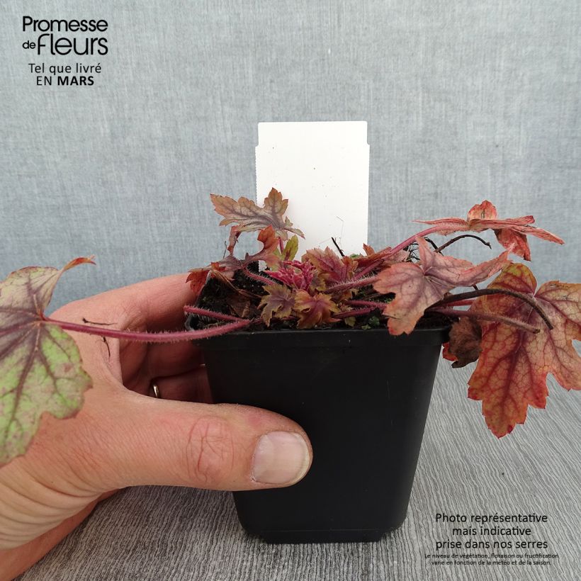Heucherella Eye Spy 8/9 cm pot sample as delivered in winter
