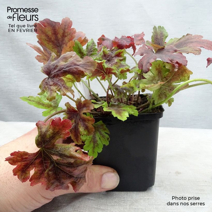Heucherella Golden Zebra 8/9 cm pot sample as delivered in winter