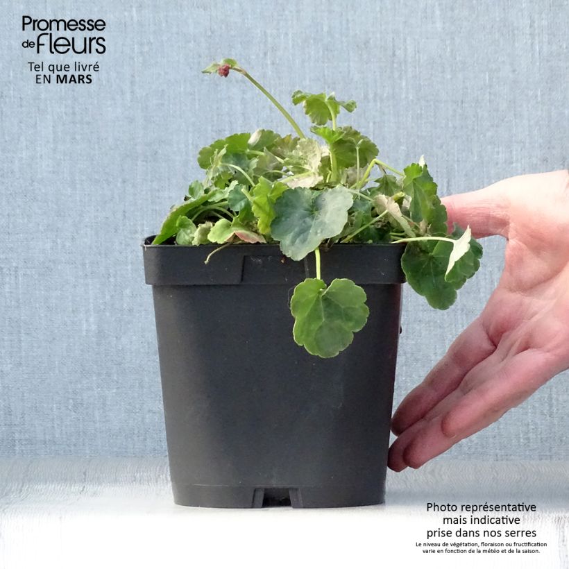 Heucherella Honey Rose 2L/3L pot sample as delivered in spring