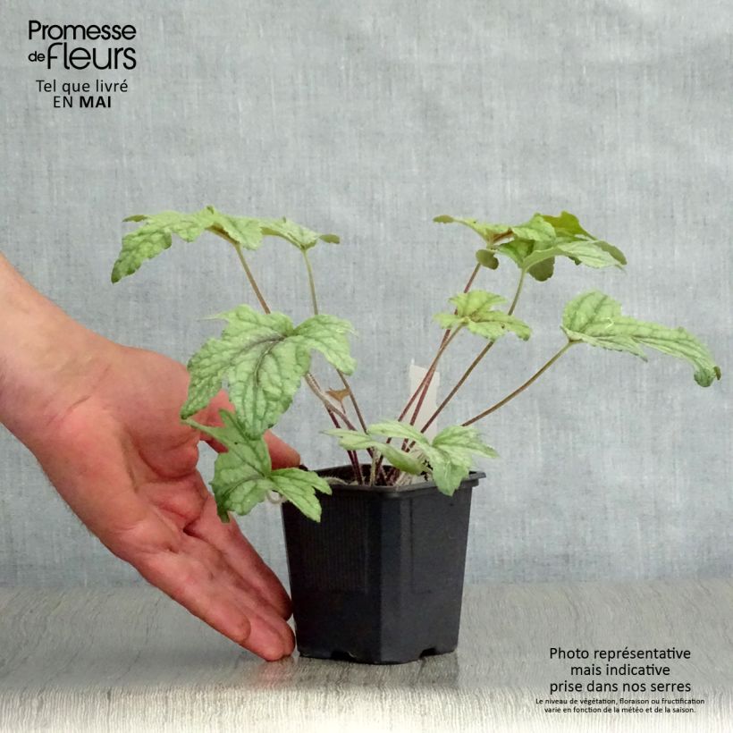 Heucherella Kimono 8/9 cm pot sample as delivered in spring