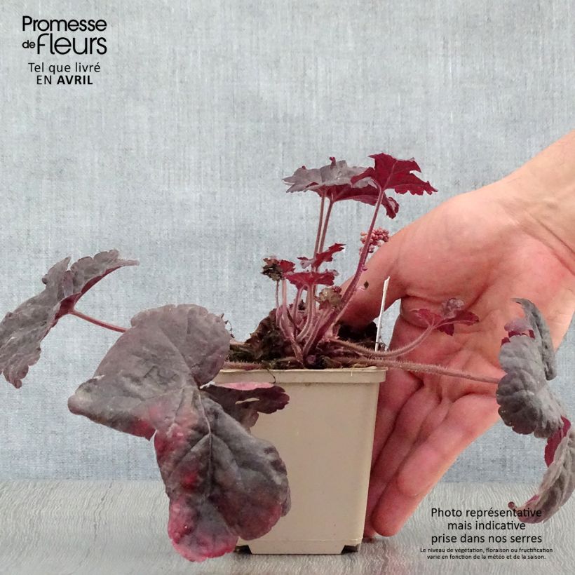 Heucherella Onyx 8/9 cm pot sample as delivered in spring