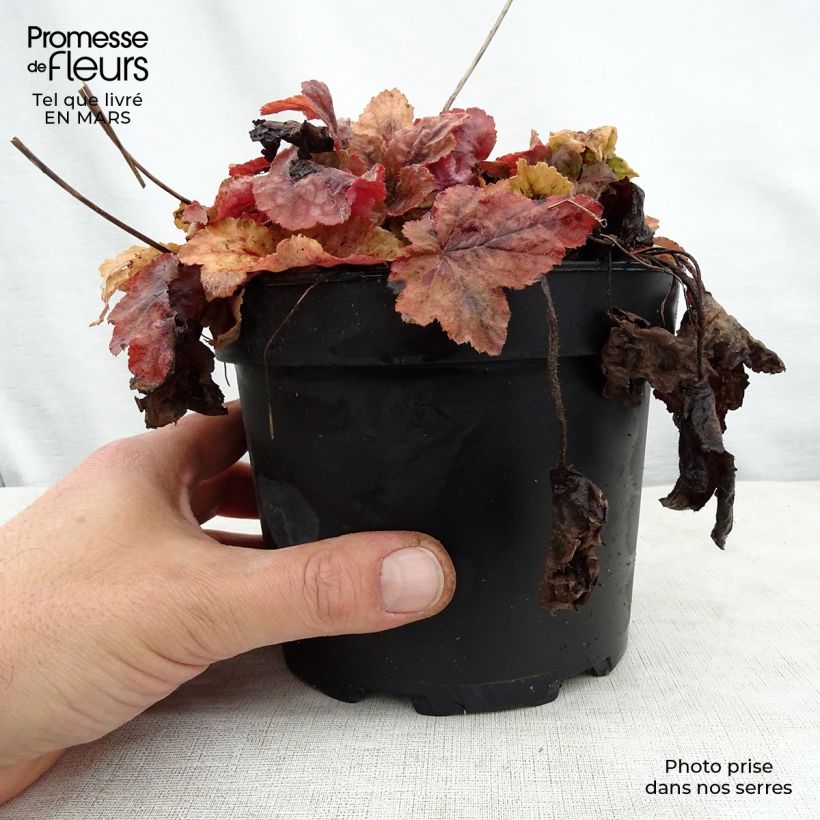 Heucherella Redstone Falls 2L/3L pot sample as delivered in spring