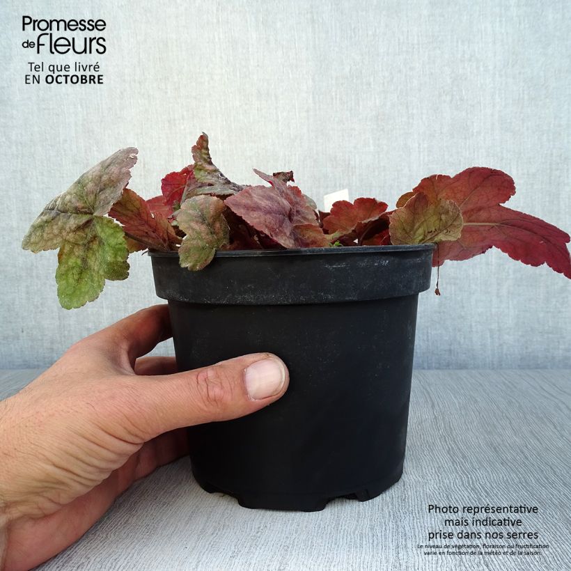 Heucherella Redstone Falls 2L/3L pot sample as delivered in autumn