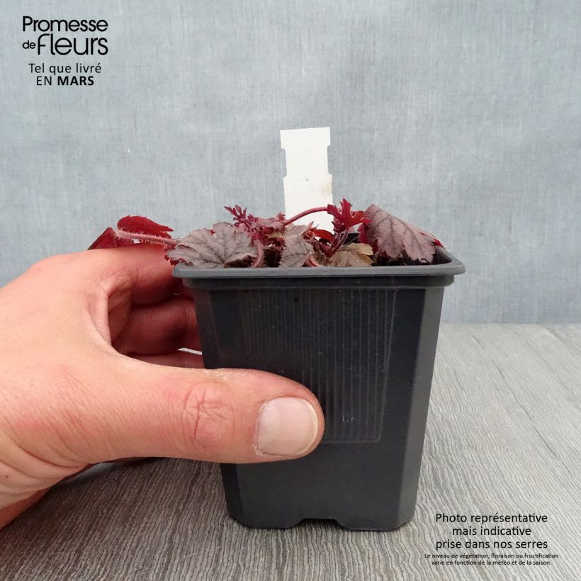 Heucherella Silver Streak 8/9 cm pot sample as delivered in spring