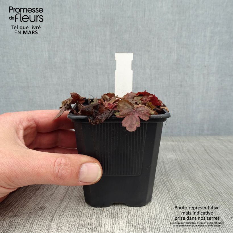 Heucherella Silver Streak 8/9 cm pot sample as delivered in winter