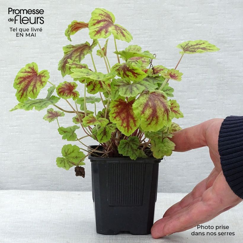 Heucherella Solar Eclipse 8/9 cm pot sample as delivered in spring