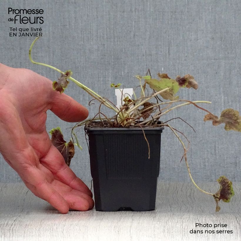 Heucherella Solar Eclipse 8/9 cm pot sample as delivered in winter