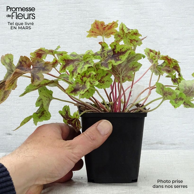 Heucherella Solar Power 8/9 cm pot sample as delivered in spring