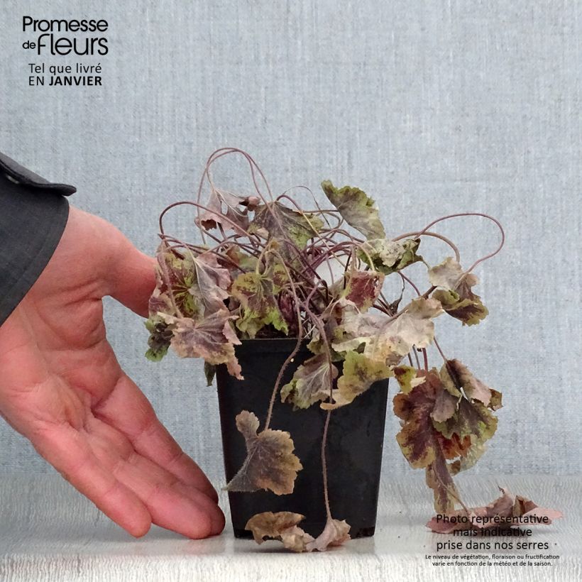 Heucherella Solar Power 8/9 cm pot sample as delivered in winter