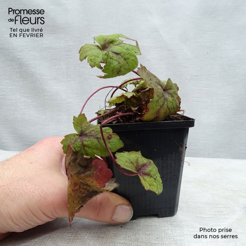 Heucherella Stoplight 8/9 cm pot sample as delivered in winter