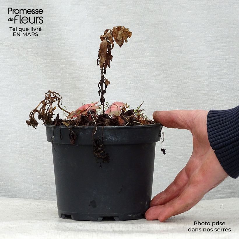 Heucherella Stoplight 2L/3L pot sample as delivered in spring