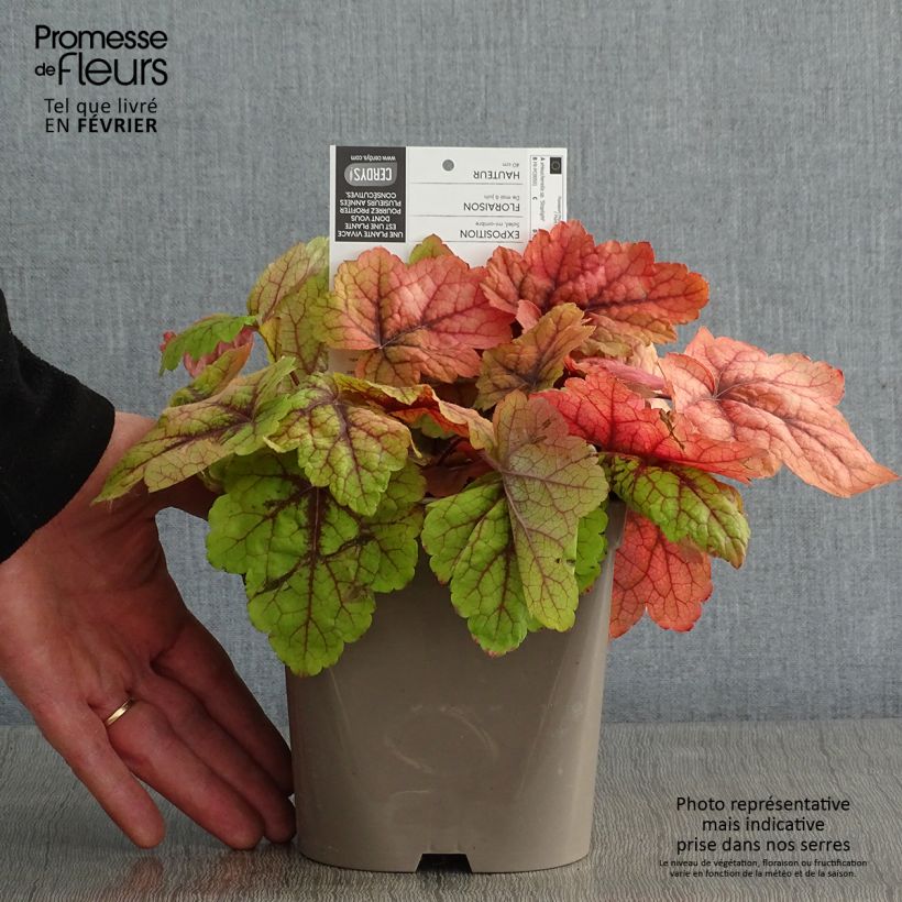 Heucherella Stoplight 2L/3L pot sample as delivered in winter