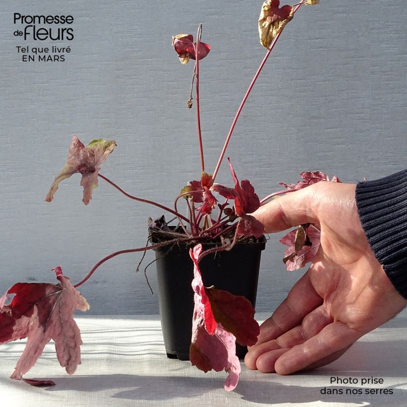 Heucherella Sweet Tea 8/9 cm pot sample as delivered in spring