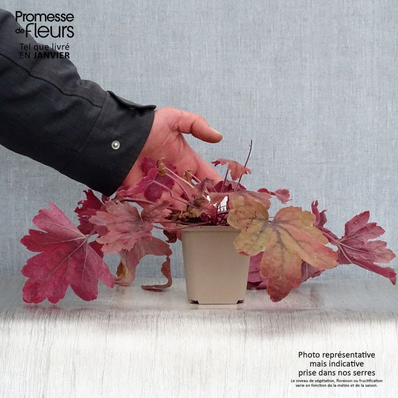 Heucherella Sweet Tea 8/9 cm pot sample as delivered in winter
