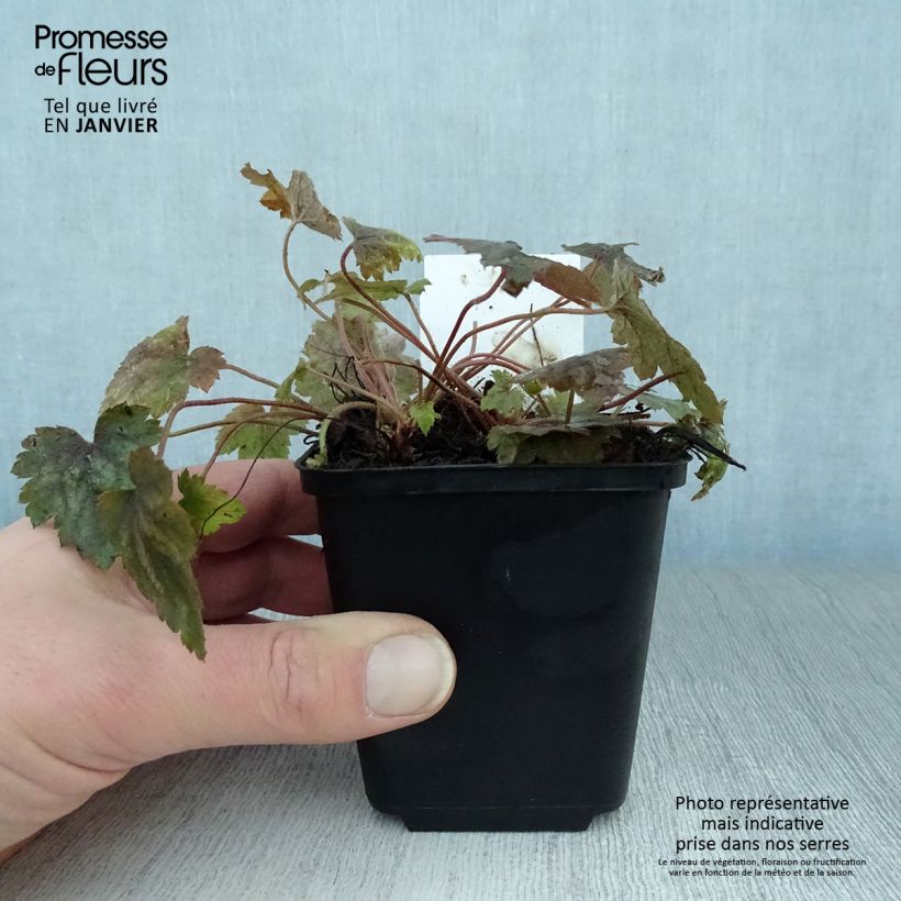Heucherella alba Bridget Bloom 8/9 cm pot sample as delivered in winter