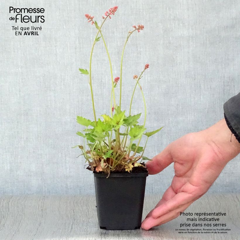 Heucherella alba Bridget Bloom 8/9 cm pot sample as delivered in spring