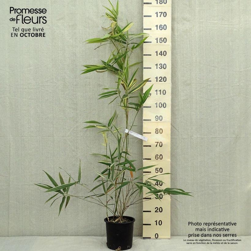 Hibanobambusa tranquillans Shiroshima 4L/5L pot sample as delivered in autumn