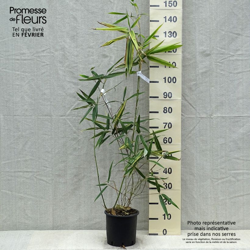 Hibanobambusa tranquillans Shiroshima 4L/5L pot sample as delivered in winter